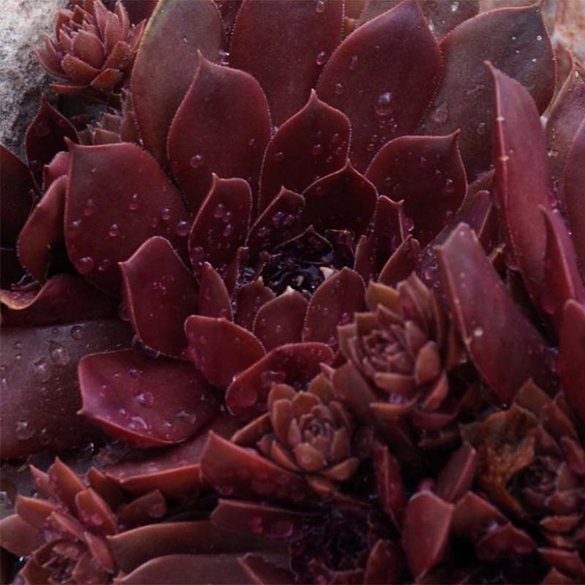 Sempervivum Chick Charms ® Chocolate Kiss - Joubarbe pourpre chocolat (Foliage)