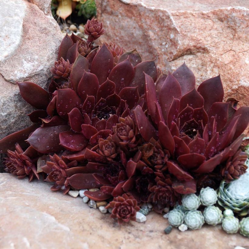 Sempervivum Chick Charms ® Chocolate Kiss - Joubarbe pourpre chocolat (Plant habit)