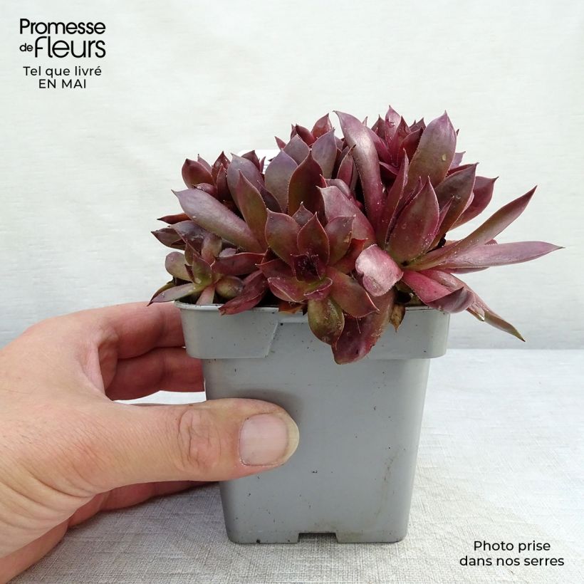 Example of Sempervivum Chick Charms ® Chocolate Kiss - Joubarbe pourpre chocolat Pot de 10 cm/11cm as you get in printemps