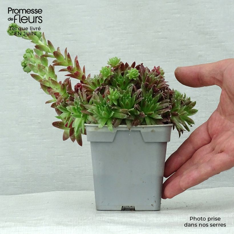 Spécimen de Sempervivum Chick Charms Cinnamon Starbust - Joubarbe Pot de 10 cm/11cm tel que livré en été
