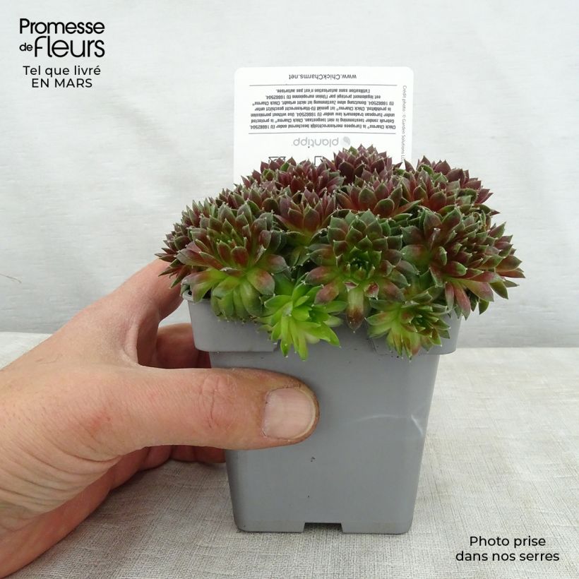 Spécimen de Sempervivum Chick Charms Cinnamon Starbust - Joubarbe Pot de 10 cm/11cm tel que livré au printemps