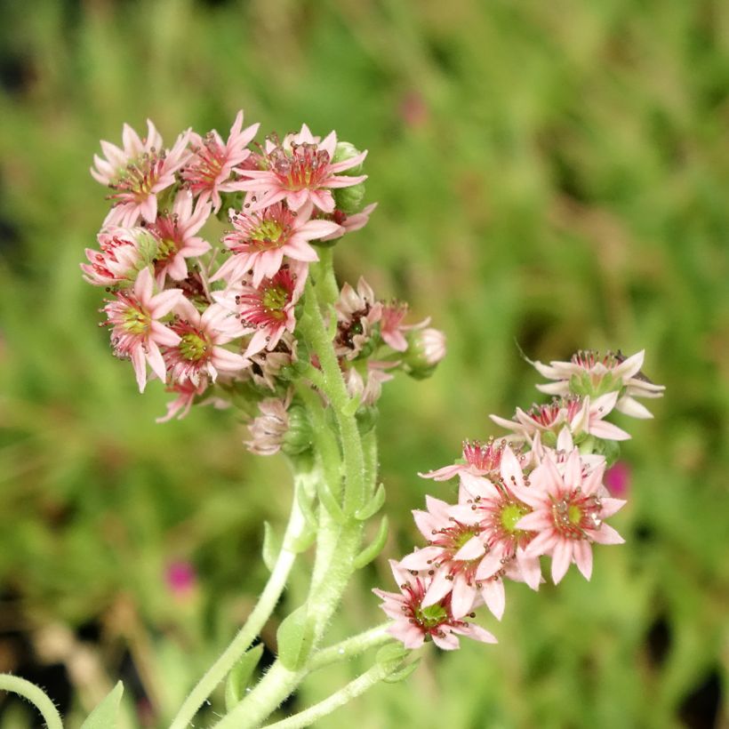 Sempervivum Chick Charms Cinnamon Starbust - Joubarbe (Floraison)