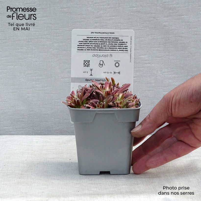 Spécimen de Sempervivum Chick Charms Cosmic Candy - Joubarbe bordeaux au cœur cotonneux Pot de 10 cm/11cm tel que livré au printemps