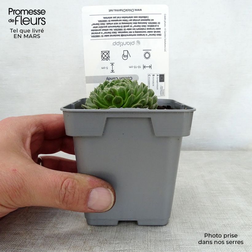 Example of Sempervivum Chick Charms ® Cotton Candy - Joubarbe verte au cœur cotonneux Pot de 10 cm/11cm as you get in printemps