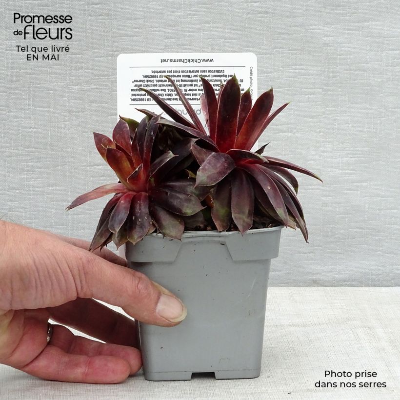 Spécimen de Sempervivum Chick Charms ® Cranberry Cocktail - Joubarbe pourpre sombre pointé de vert Pot de 10 cm/11cm tel que livré au printemps
