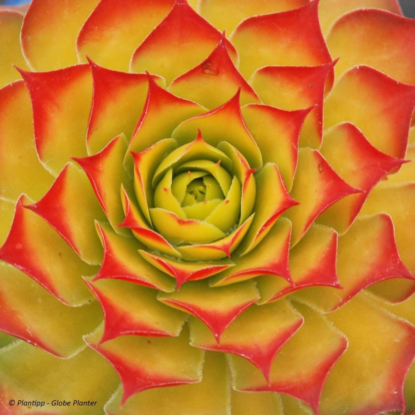 Sempervivum Chick Charms Gold Nugget - Joubarbe (Foliage)