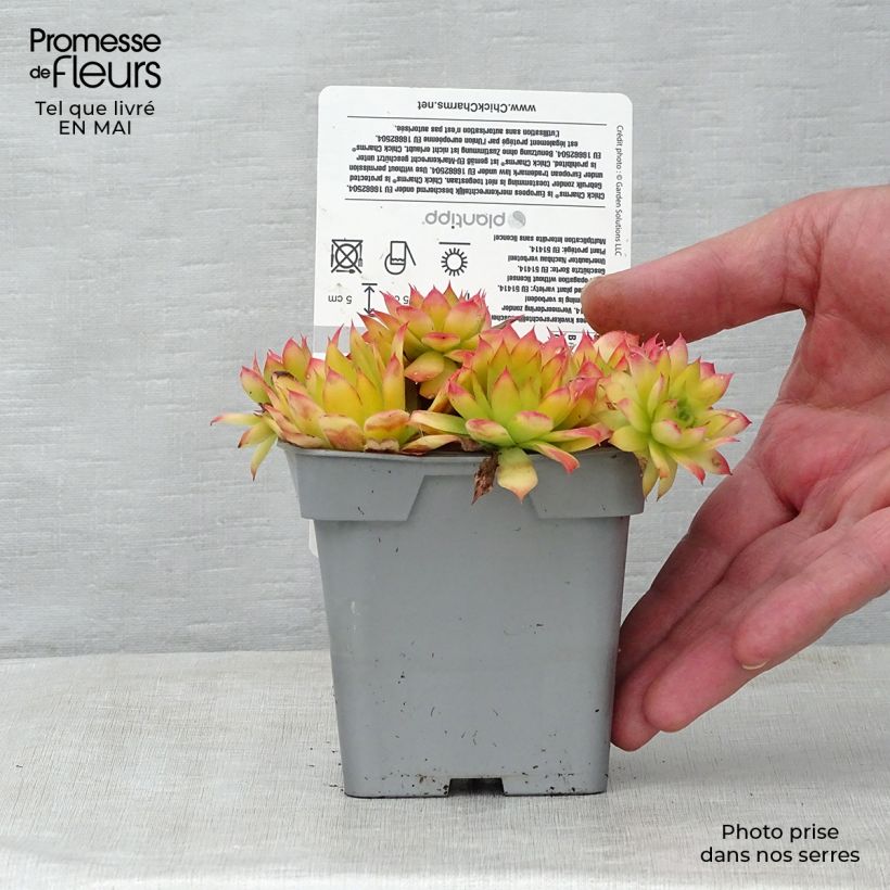 Example of Sempervivum Chick Charms Gold Nugget - Joubarbe Pot de 10 cm/11cm as you get in printemps