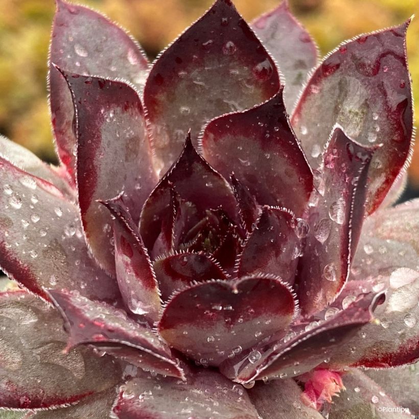 Sempervivum Chick Charms Grape Galaxy - Joubarbe (Foliage)