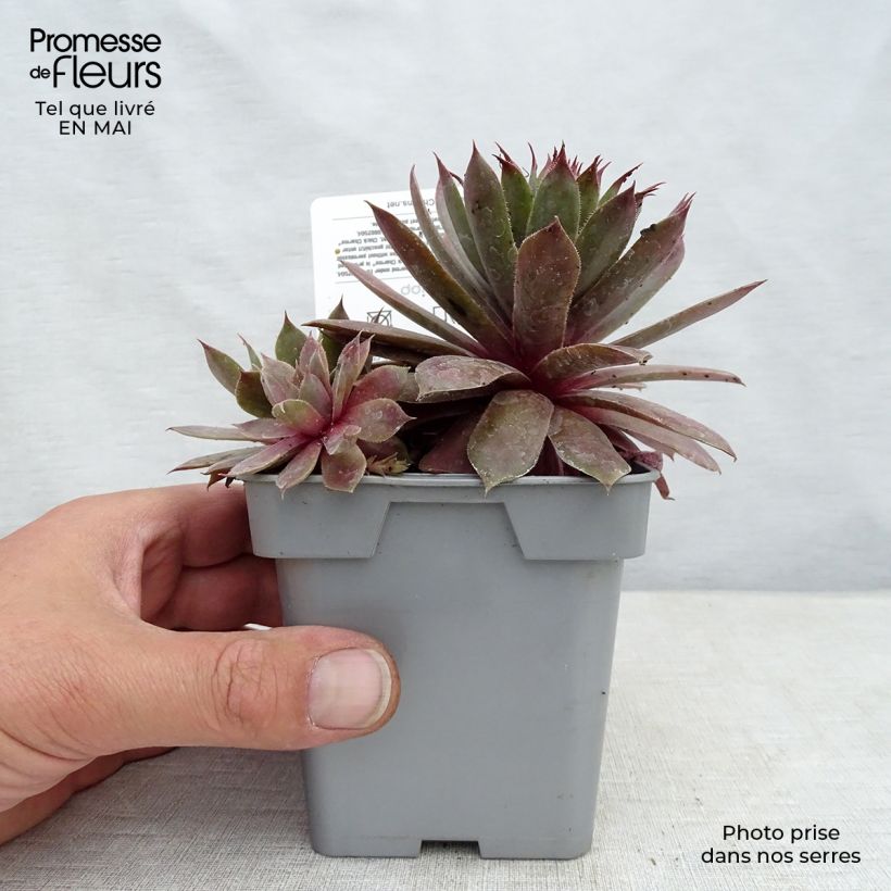 Example of Sempervivum Chick Charms Plum Perfect  - Joubarbe Pot de 10 cm/11cm as you get in printemps