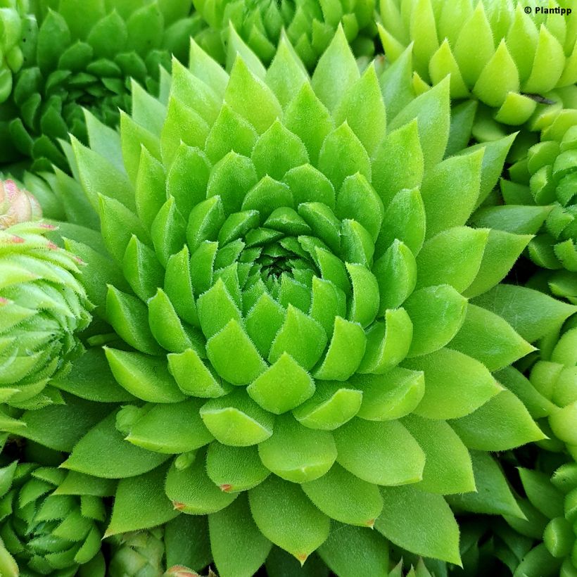 Sempervivum Chick Charms Key Lime Kiss - Joubarbe (Foliage)