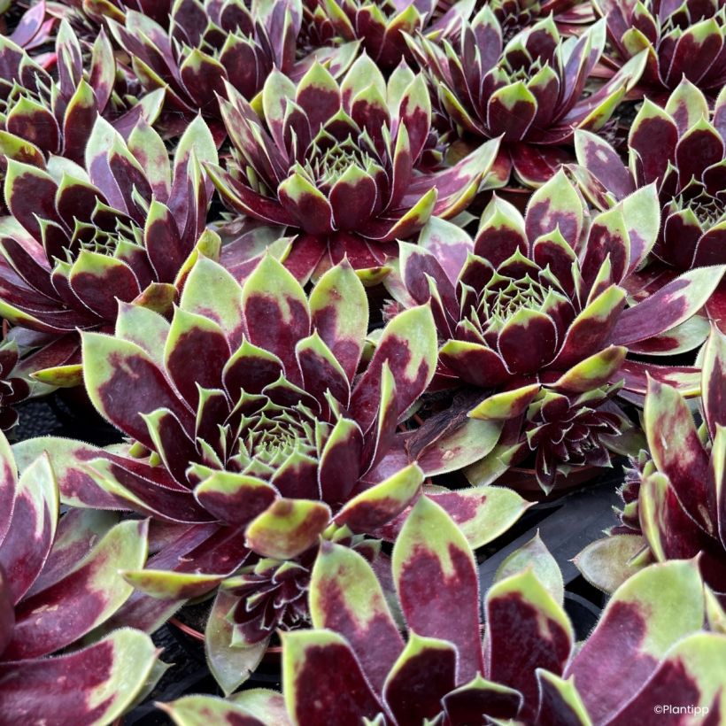 Sempervivum Colorockz Coconut Crystal - Joubarbe (Foliage)
