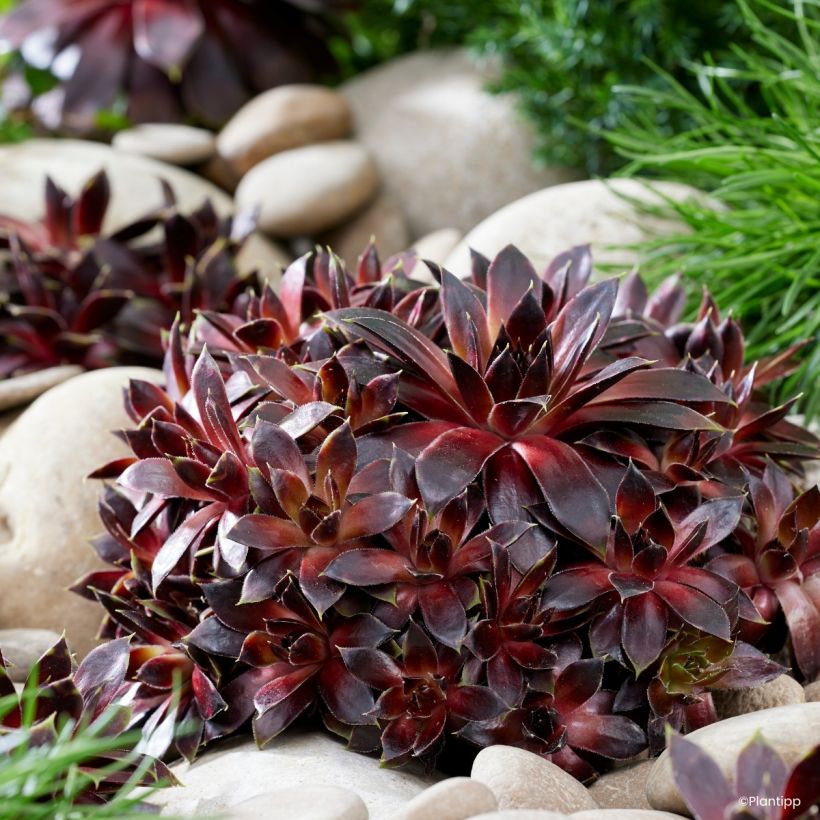 Sempervivum Colorockz Coconut Crystal - Joubarbe (Plant habit)