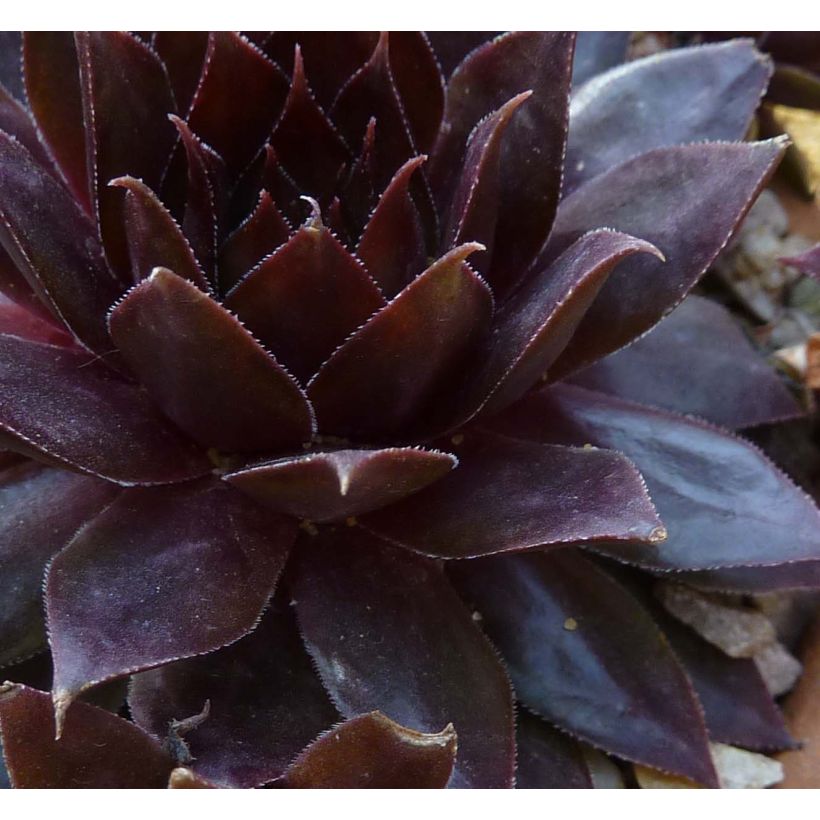 Sempervivum Dark Beauty - Joubarbe pourpre foncé (Foliage)