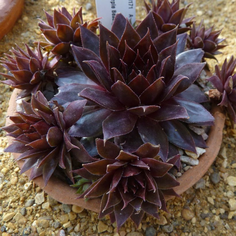 Sempervivum Dark Beauty - Joubarbe pourpre foncé (Plant habit)
