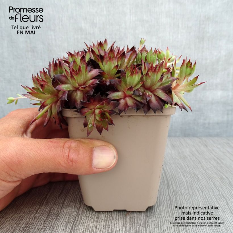 Example of Sempervivum Dark Beauty - Joubarbe pourpre foncé Godet de 8/9 cm as you get in printemps