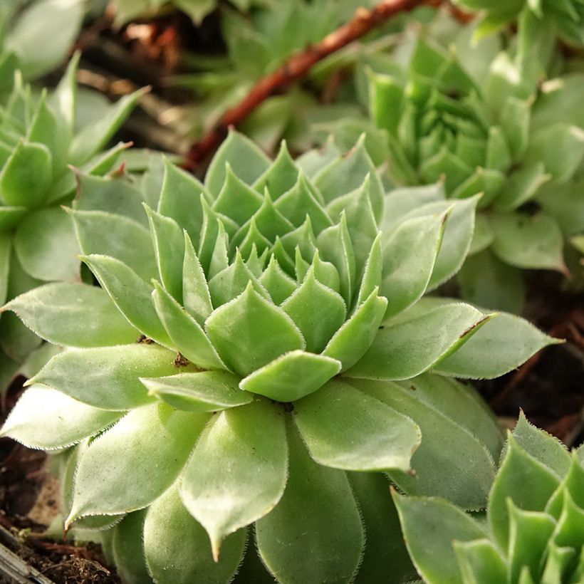 Sempervivum Gay Jester - Joubarbe hybride (Foliage)