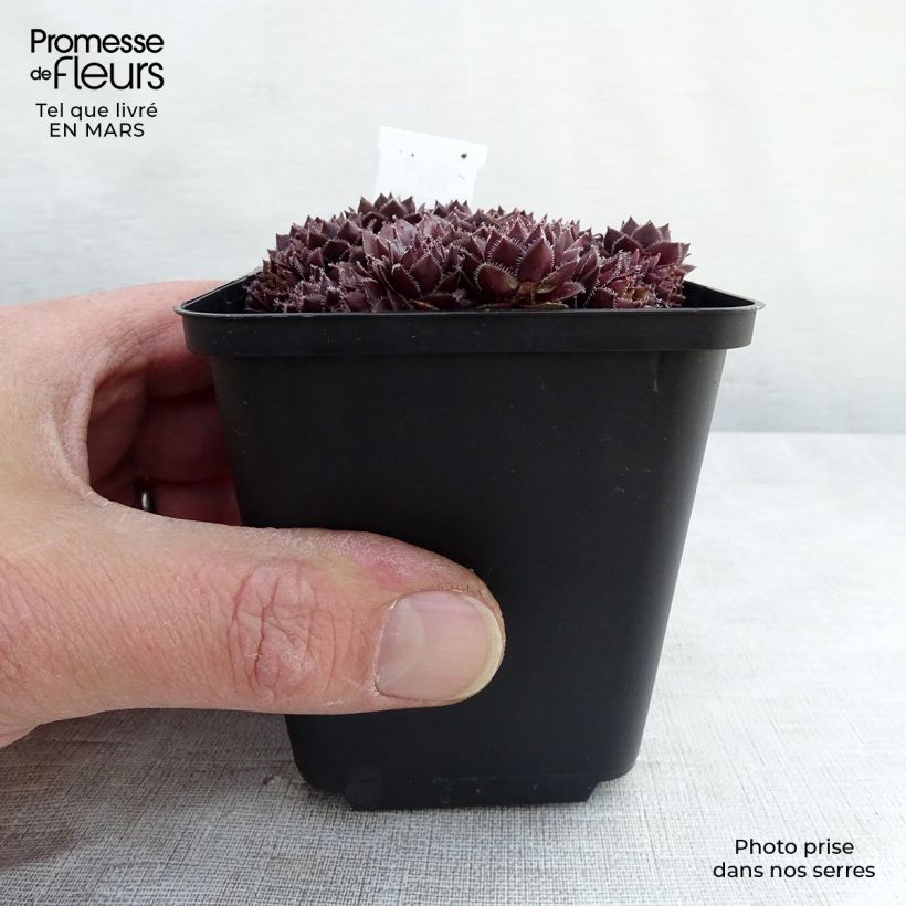 Spécimen de Sempervivum Granat - Joubarbe hybride poupre et vert amande Godet de 8/9 cm tel que livré au printemps