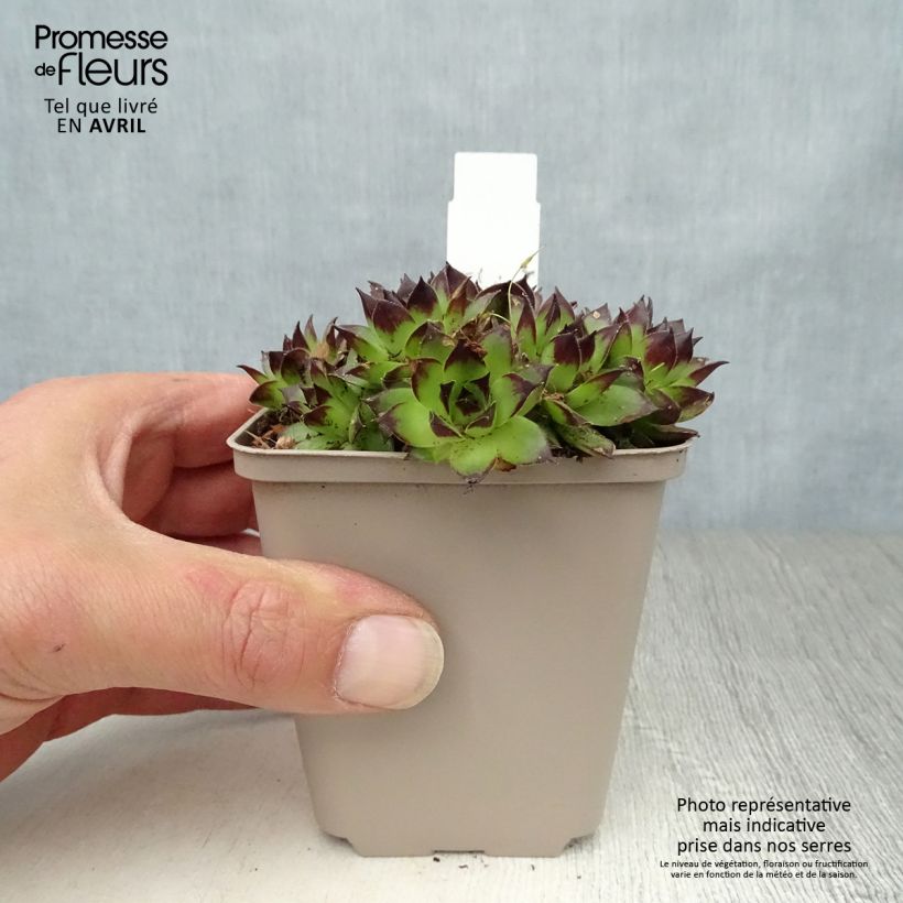 Example of Sempervivum Noir - Joubarbe noire. Godet de 8/9 cm as you get in printemps