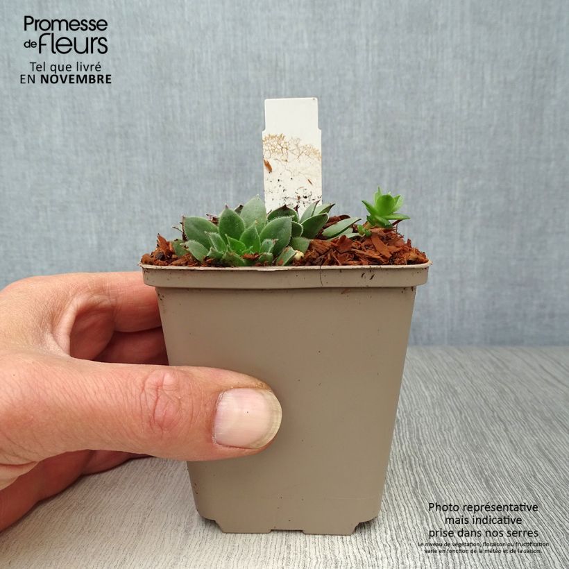Spécimen de Sempervivum Noir - Joubarbe noire. Godet de 8/9 cm tel que livré en automne