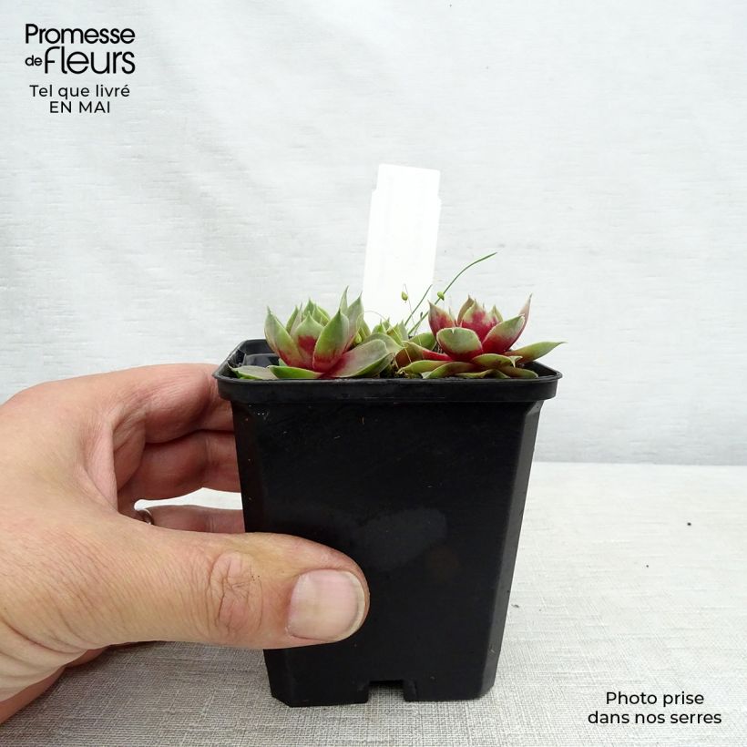 Example of Sempervivum Othello - Joubarbe hybride pourpre. Godet de 8/9 cm as you get in printemps