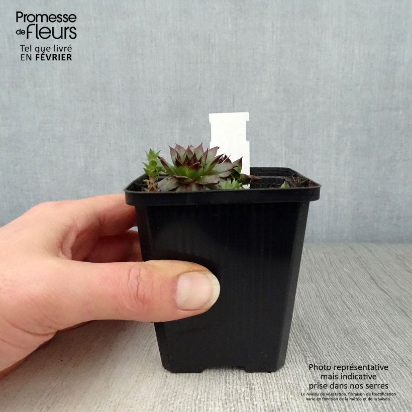 Spécimen de Sempervivum Rubin - Joubarbe pourpre clair Godet de 8/9 cm tel que livré en hiver