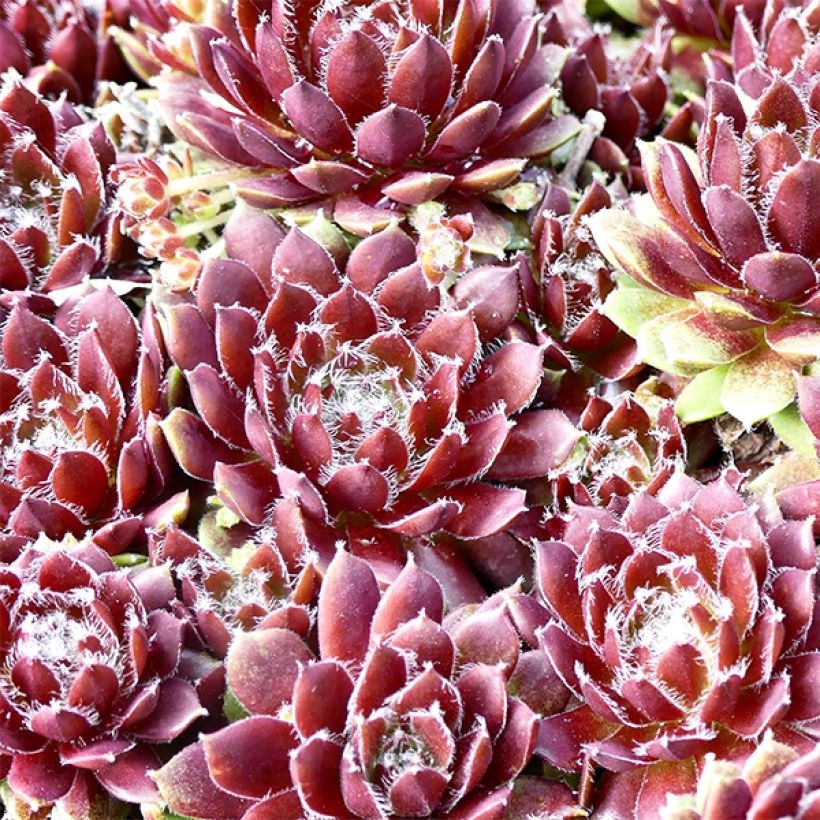 Sempervivum Silberkarneol - Joubarbe hybride rouge-rose. (Foliage)