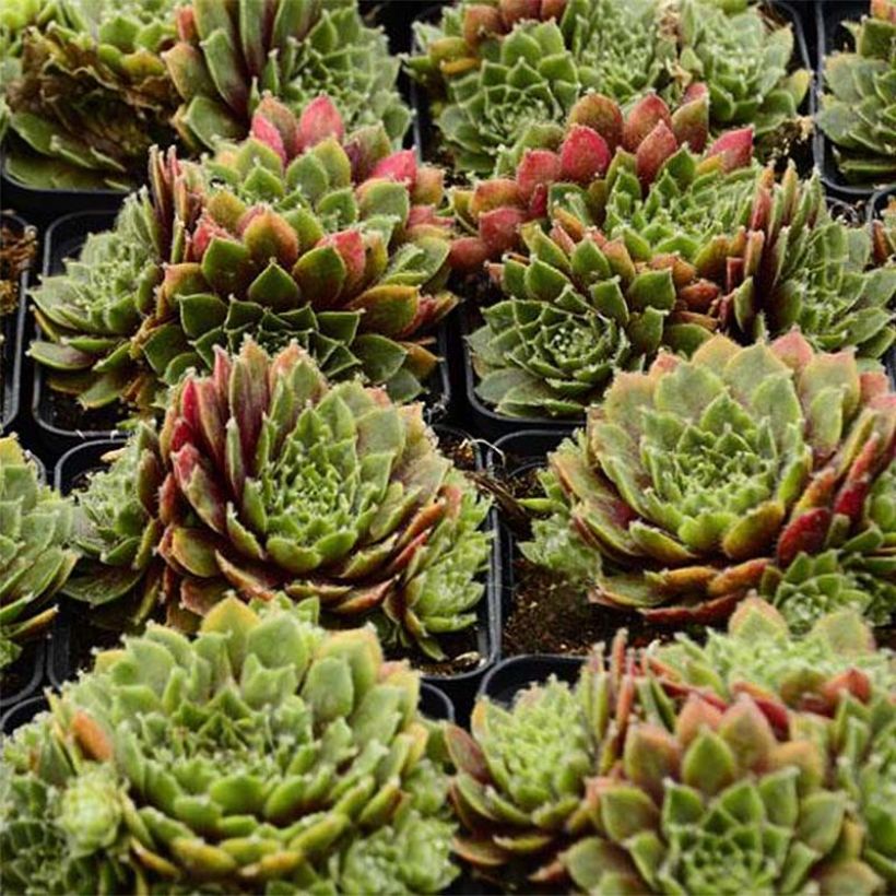 Sempervivum Velvet Red - Joubarbe hybride pastel (Foliage)