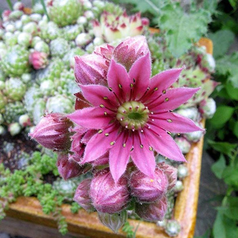 Sempervivum arachnoideum - Joubarbe à toile d'araignée (Flowering)