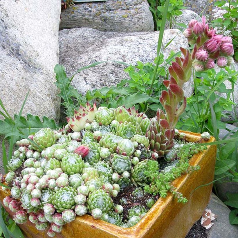 Sempervivum arachnoideum - Joubarbe à toile d'araignée (Plant habit)