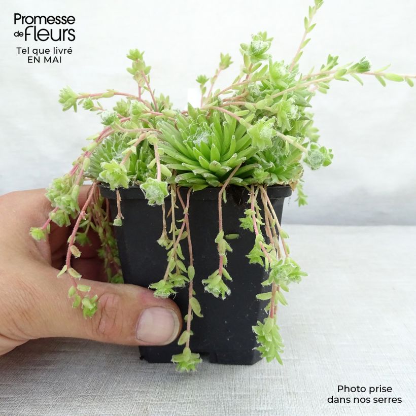 Example of Sempervivum arachnoideum - Joubarbe à toile d'araignée Godet de 8/9 cm as you get in printemps