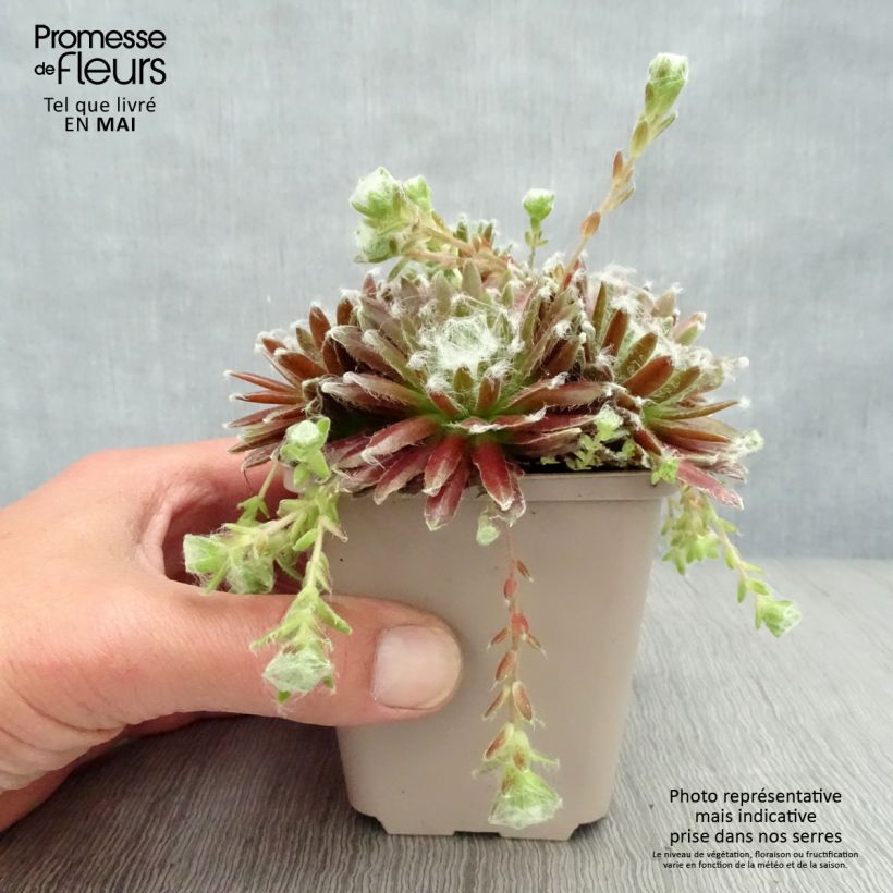 Example of Sempervivum arachnoideum Rubrum Godet de 8/9 cm as you get in printemps