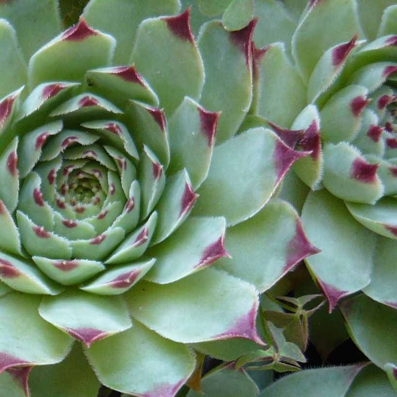 Sempervivum calcareum - Joubarbe du calcaire (Foliage)