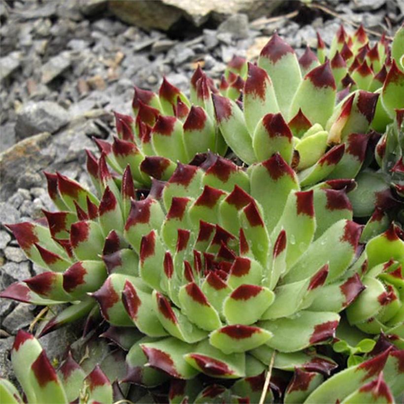 Sempervivum calcareum - Joubarbe du calcaire (Flowering)