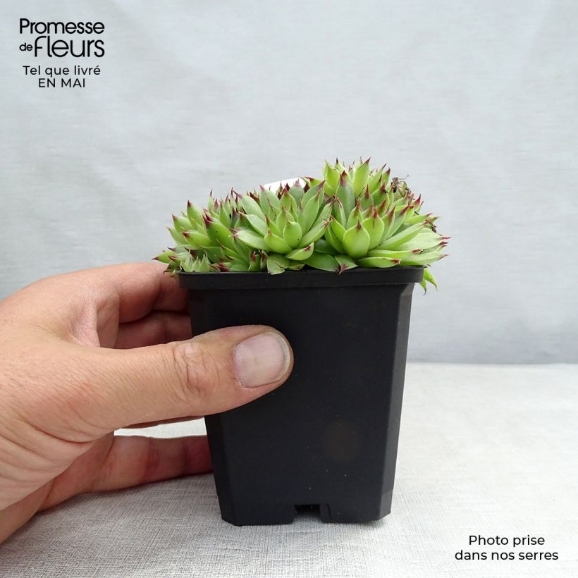 Example of Sempervivum calcareum - Joubarbe du calcaire Godet de 8/9 cm as you get in printemps