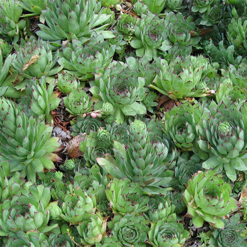 Sempervivum tectorum - Joubarbe des toits (Foliage)