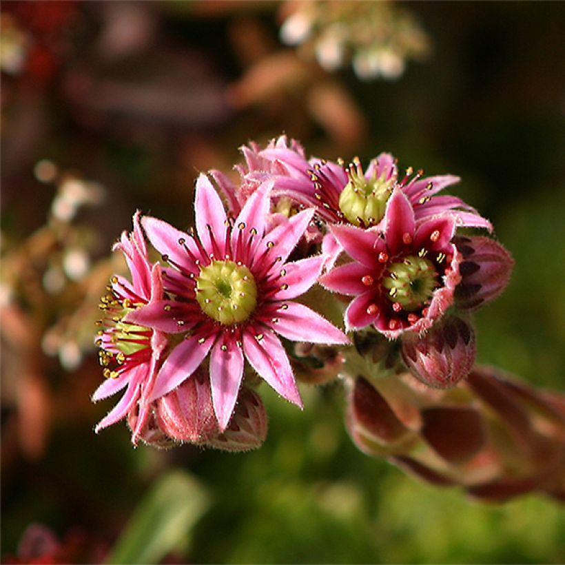 Sempervivum tectorum - Joubarbe des toits (Flowering)