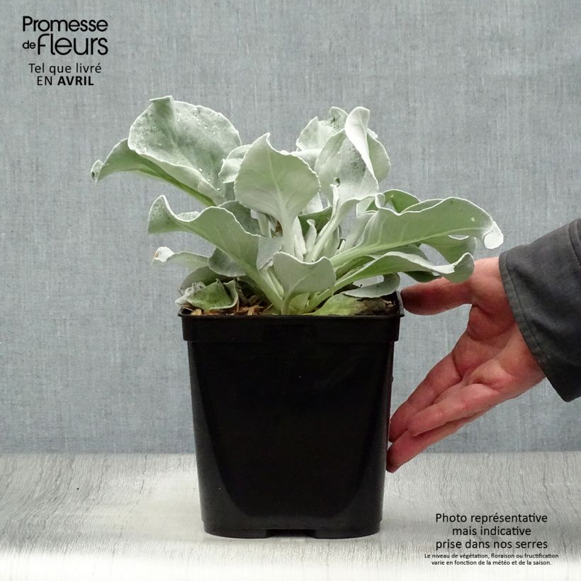 Example of Senecio Angel Wings - Seneçon  Pot de 2L/3L as you get in printemps