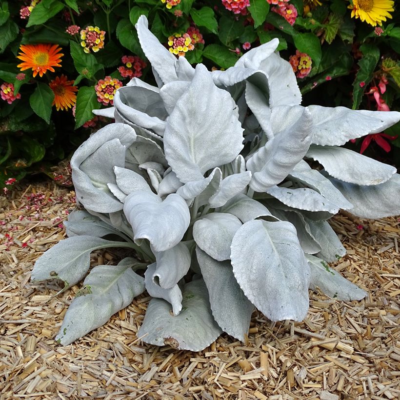 Senecio Angel Wings - Seneçon  (Plant habit)