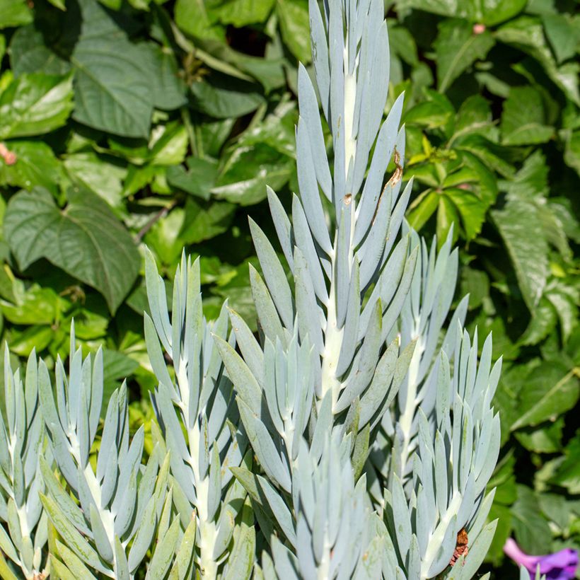 Senecio ficoides (Foliage)