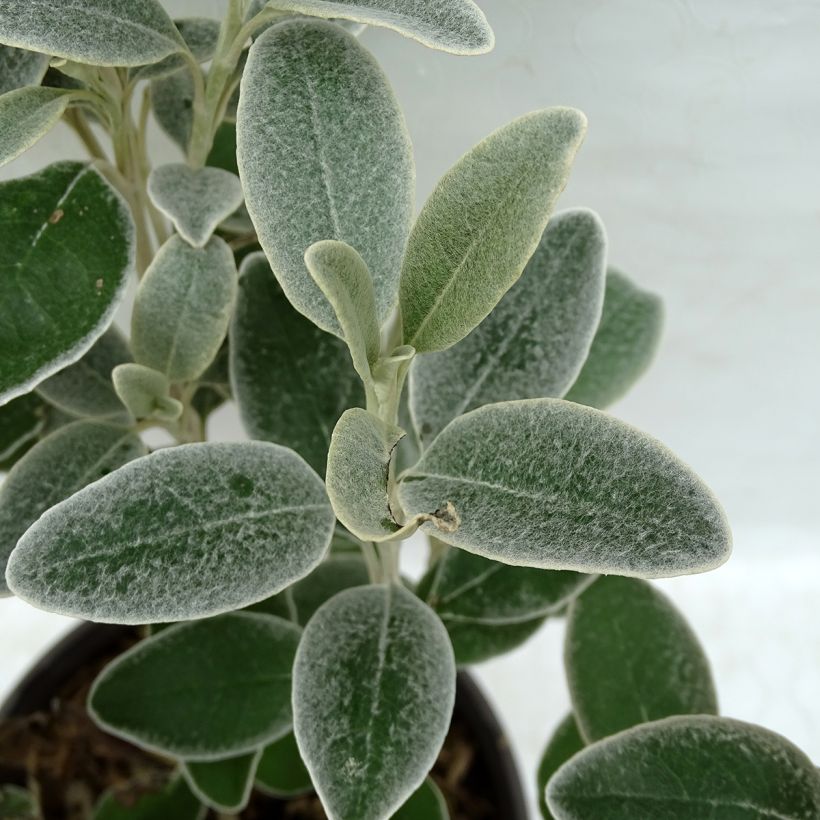Senecio greyi Sunshine - Seneçon en arbre (Foliage)