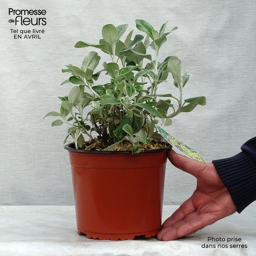Example of Senecio greyi Sunshine - Seneçon en arbre Pot de 2L/3L as you get in printemps