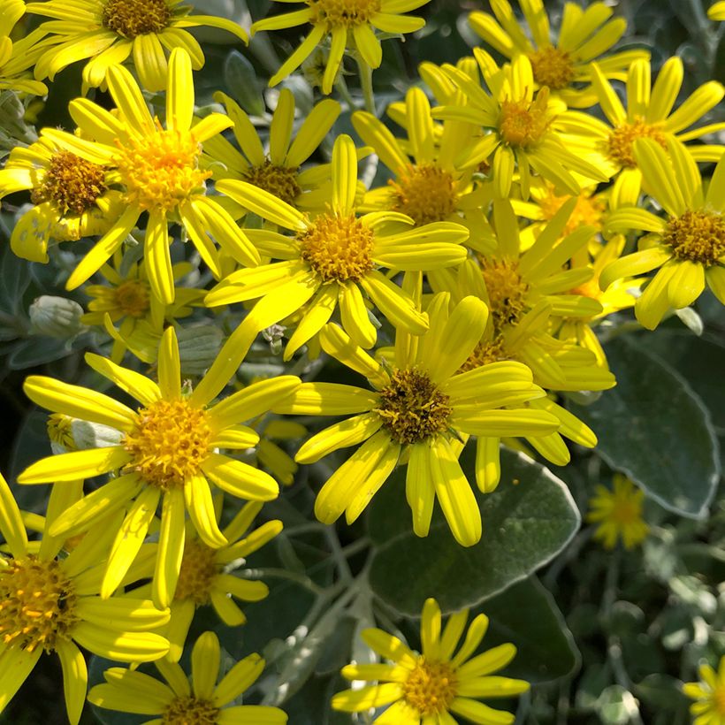 Senecio greyi Sunshine - Seneçon en arbre (Flowering)