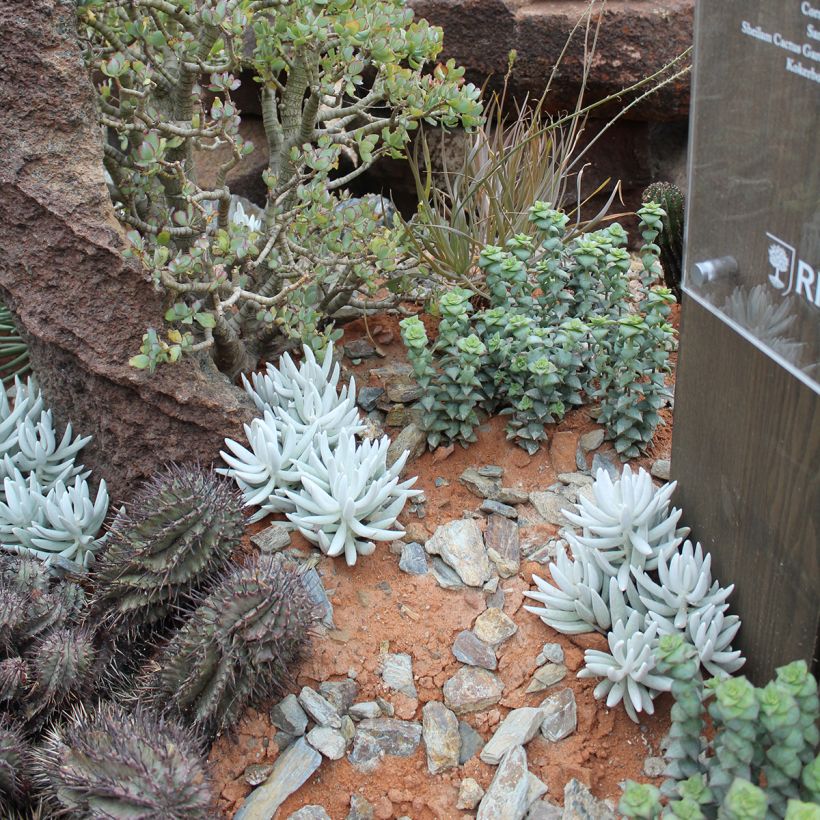 Senecio hawortii - Plante cocon (Plant habit)
