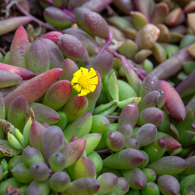 Senecio herreianus Purple Flush (Flowering)