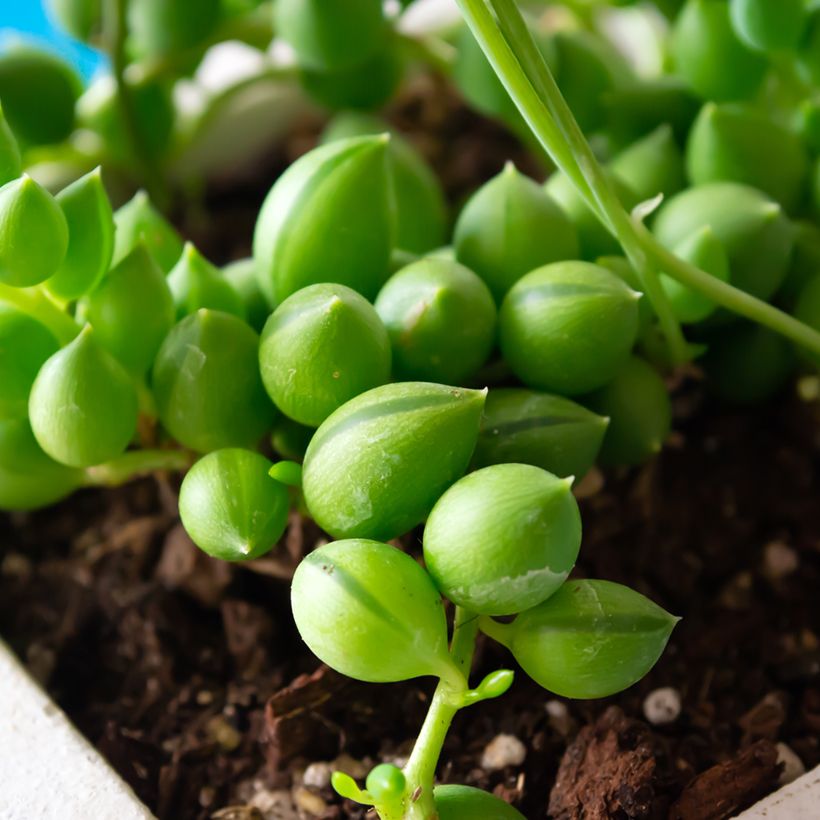 Senecio herreianus - Collier de perles (Foliage)