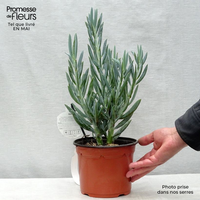 Example of Senecio mandraliscae Pot de 2L/3L as you get in printemps