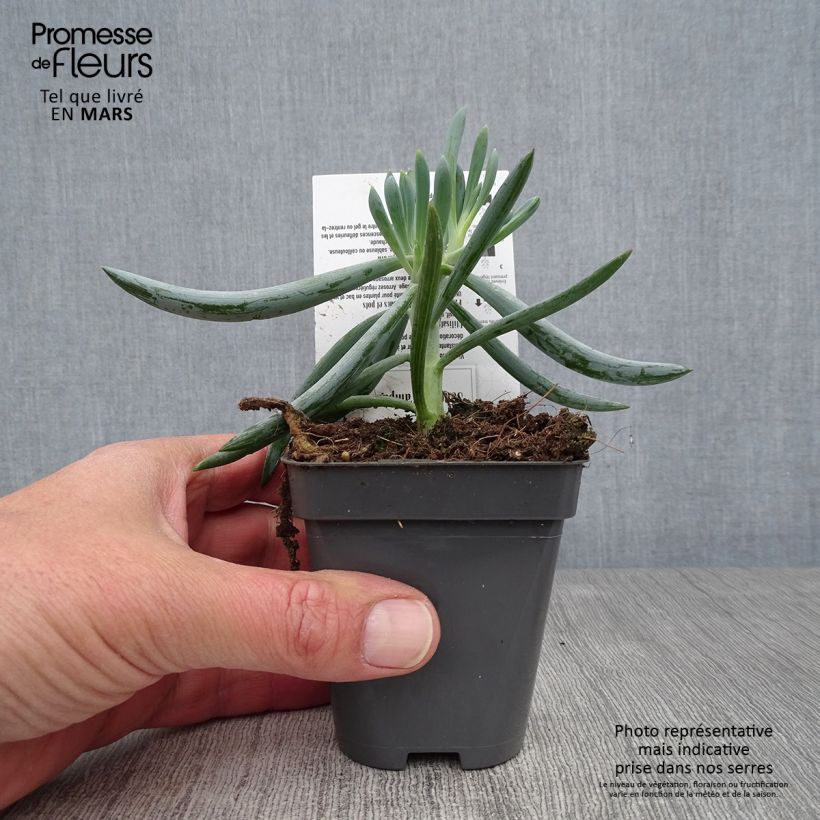Example of Senecio mandraliscae Godet de 8/9 cm as you get in printemps