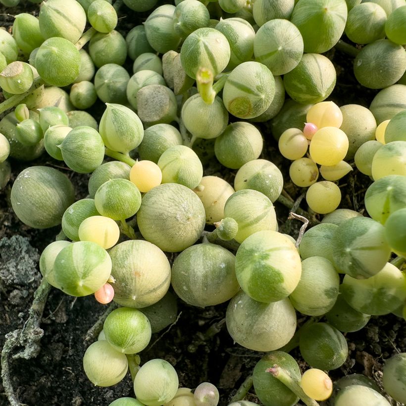 Senecio rowleyanus Variegata - Collier de perles (Feuillage)