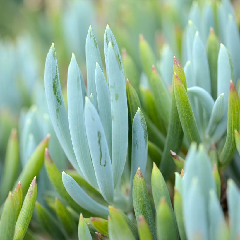 Senecio serpens Blue Chalk (Feuillage)