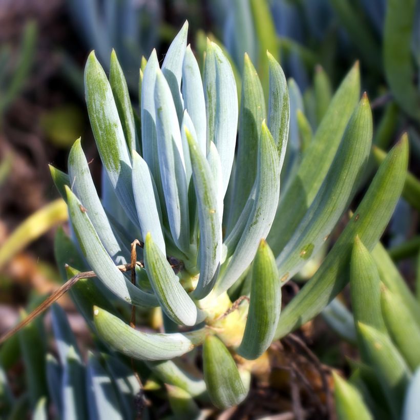 Senecio serpens - Plante succulente (Foliage)